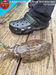 여수헌터호 신발짝 갑오징어 조황입니다 이번주 예약가능 합니다 사진