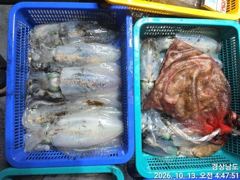 1   [거제] (무늬오징어) 욕지권~1.6Kg외 굵은놈들 퍽~퍽~~고잉메리호(… 1 사진