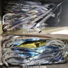 [통영] 수요일 바다로 칼치사냥 갑니다 사진