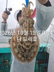 13일, 군산은 갑오징어 천국~싸이즈 굿~오늘도 나오고 있어요~실시간~~군산낚시프라자 나드리호
