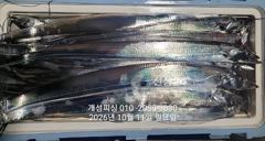 준내만 텐빈 은빛 갈치 3지급 느나느나 조황 내일부터 무조건 출항 자리여유 사진