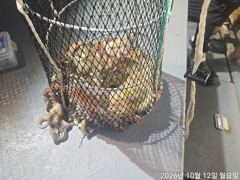 야간돌문어퍽~퍽장원19수외살림망묵~직오늘고~~