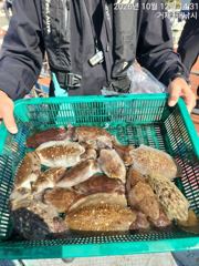 (갑오징어)신발짝 속출 거제권 두 자릿수 손맛 3대호(14일 예약)