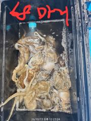 [남해] 왕왕왕주꾸미, 오전타임만 해서 1인당 60마리씩. 이번 주말 선…