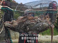 [통영] (문어)가을시즌 원도권 망탱이 조황 폭팔적~락피싱(14일 예약) 사진