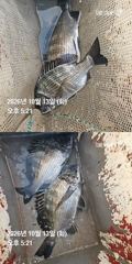 [거제] 거제 ( 어구 일성호 ) 감성돔 ! 선장 조황 사진