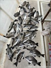 [마산] (행운호)감성돔 마릿수 조황(33수) 사진