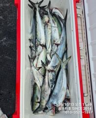 [경주] (씨스타호) 삼치 바디훅인 줄 알았더니… 알고 보니 방어 훅!아… 사진