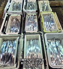 13일,내만갈치,호조황연속,엄청나게 나옵니다,매일출항(목,금~예약가능) 사진