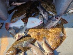 10월13일 뉴신명호 단채 광어 우럭 조항입니다