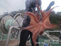 [진해] "여밭돌문어" 중치들과 개인15수13수12수등 마릿수 조황~(예…