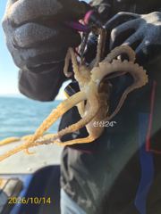 다래호 실시간 왕쭈꾸미 우당탕탕탕 쏟아집니다 내일도 달립니다 즐…