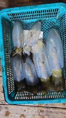 팁런무늬오징어 장원18수 오늘자리여유많습니다