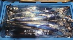 [진해] 준내만 텐빈 은빛 갈치 3지급 느나느나 조황 오늘 무조건출항 사진