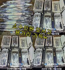 [진해] (풍산)내만갈치~어마어마~퍼담고~대박~(오늘,예약가능합니다)