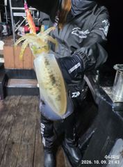 [거제] (팁런)내만 무늬 고구마 전후 마릿수도 OK~수니피싱(오늘예약) 사진