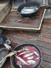 야간팁런과 대물급대삼치 통통고시 방어들(모집중입니다) 사진