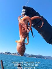 [통영] (문어)14일 조황 원도권 키로~중량급 이만큼 홍부장피싱(15일…