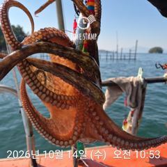 [사천] 역시 씨알 좋은 문어가