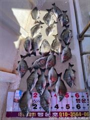 [마산] (행운호)감성돔 오늘 마릿수 조황(22수)