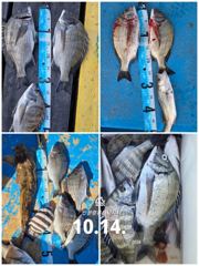[사천] 삼천포 산분령 유료낚시터 10/14 조황입니다 :-) 사진