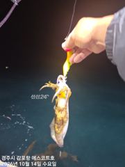 불빛속에서 낚아내는 무늬오징어 ~~주간 대삼치및방어 야간 무늬…