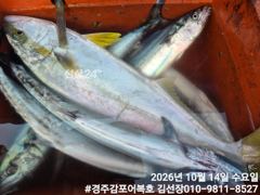 삼치,방어낚시 다녀왔습니다.