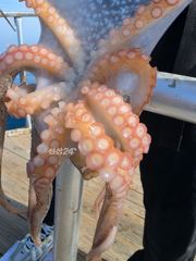 9.27 문어조황