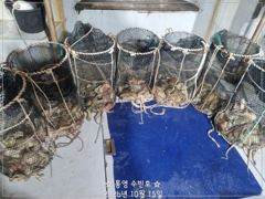 바람구디 야간문어 조황~
