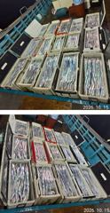 [거제] 먼바다 왕갈치 10월15일 목요일 조황