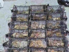 14일야간문어 대박치고 키로오버및중치 먹폭( 오늘야간예약중 사진