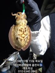 대호피싱 10월15일 갑오징어 나왔습니다 사진