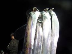 [통영] 계속되는.대박.전원.만쿨.대.왕.갈치.두쿨러.오늘긴급예약.내일(… 사진