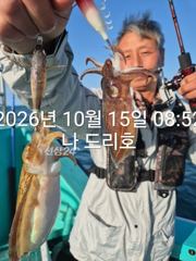15일, 군산은 갑오징어 천국~싸이즈 굿~오늘도 잘 나오고 있어요~실시간~~군산낚시프라자 나드리호 사진