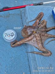진해뉴월드피싱 ~~ 전원 세자리이상 잡고 철수했습니다..낼 금요일 자리 엄청나게 널널합니다.. 소수인원이라도 출조합니다