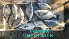 [부산] 가덕천성진양 오늘조항 45-46-48- 마리수 조항 대박 202… 사진