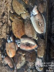 (선외기)K문어 외 갑오징어 대박~매일 먹물파티 중~(16일 예약)