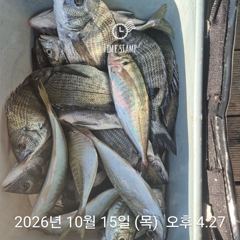[거제] 1인 30갑부터 감성돔 전갱이 선외기조황 사진