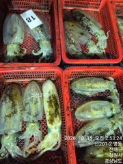 무늬오징어 팁런 씨알 좋쿠나 ᆢ 10분 조황 내일 지심도 해금강권 ᆢ 예약가능