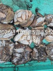 15일, 군산은 갑오징어 천국~좋은 조황들~연일 호조황~군산낚시프라자 나드리호