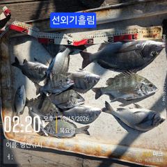 병산 감성돔37외 마리수 선외기&덴마흘림조황~~
