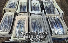 14일,내만갈치,대박행진,엄청나게 나옵니다.내일출항(금~예약가능)