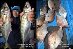참돔 4짜.부시리.4짜 왕전갱이 조황.