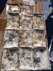 삼천포 아수라피싱 주꾸미 조황 사진