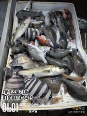 감성돔어초흘림~ 감성돔,벵에,뺀찌 손맛보실분~
