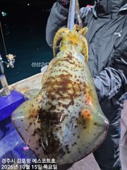겁나게 큰~~무늬오징어 1,6kg 주간 대삼치및방어. 야간 무늬오징어 예약중입니다 사진