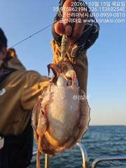 ⭐갑오징어 낚시에 진심! 군산리더호/선단 낼자리여유⭐ 사진