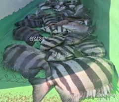 《감성돔 》4대돔 마릿수 퍽퍽조황 어초에서 ~ 사진