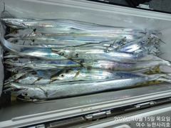 목감낚시 [한사리호]15일 갈치철수조황