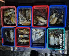 [경주] (씨스타호) 수온 2도 하락에도 터졌다! 무늬오징어 16수 장원…